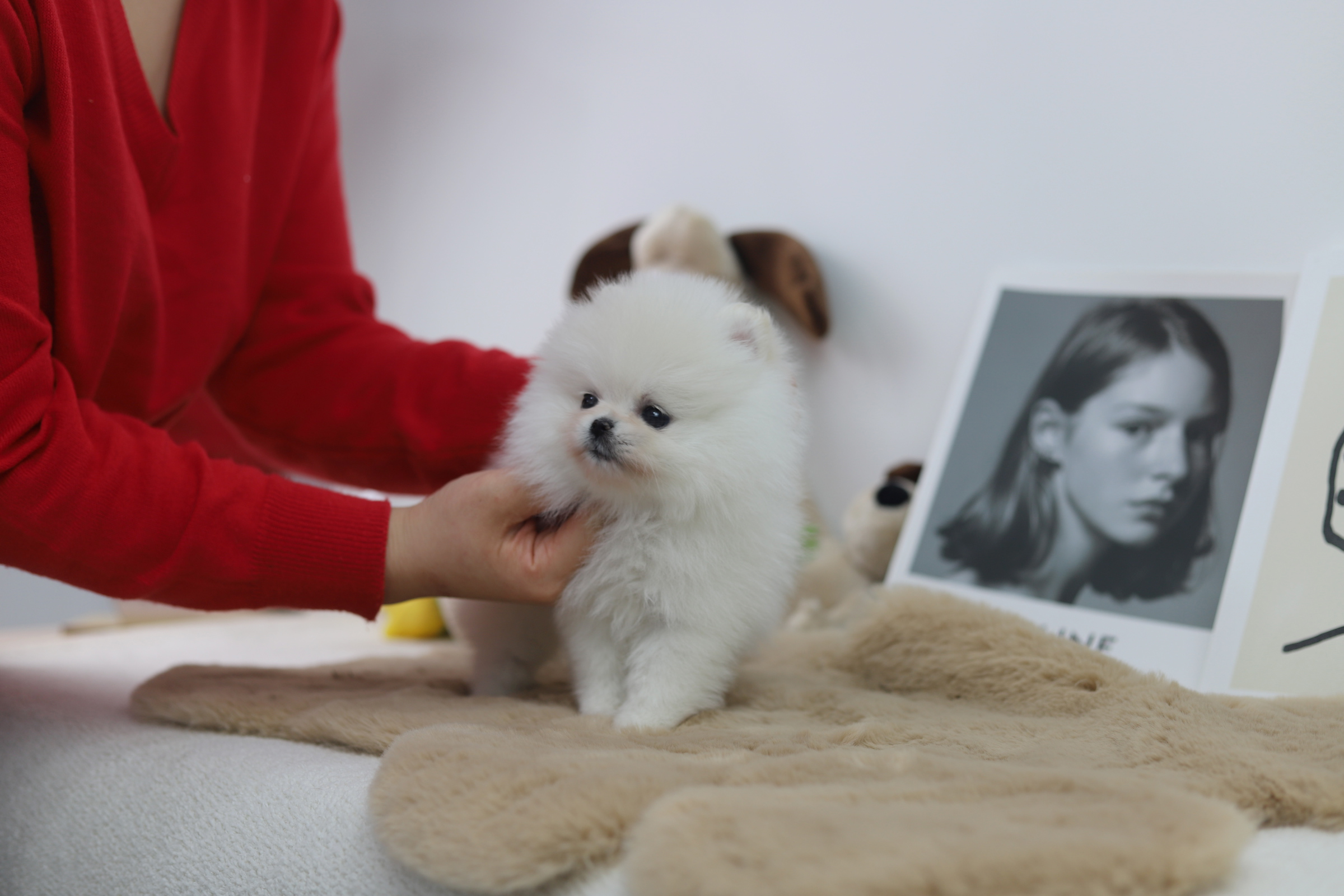 포메라니안(15만원부터)